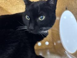 Shelter Stray Female Cat last seen Garfield Avenue, Port Orchard, WA, 98366, 9167 Dickey Rd NW, Silverdale, WA 98383, USA