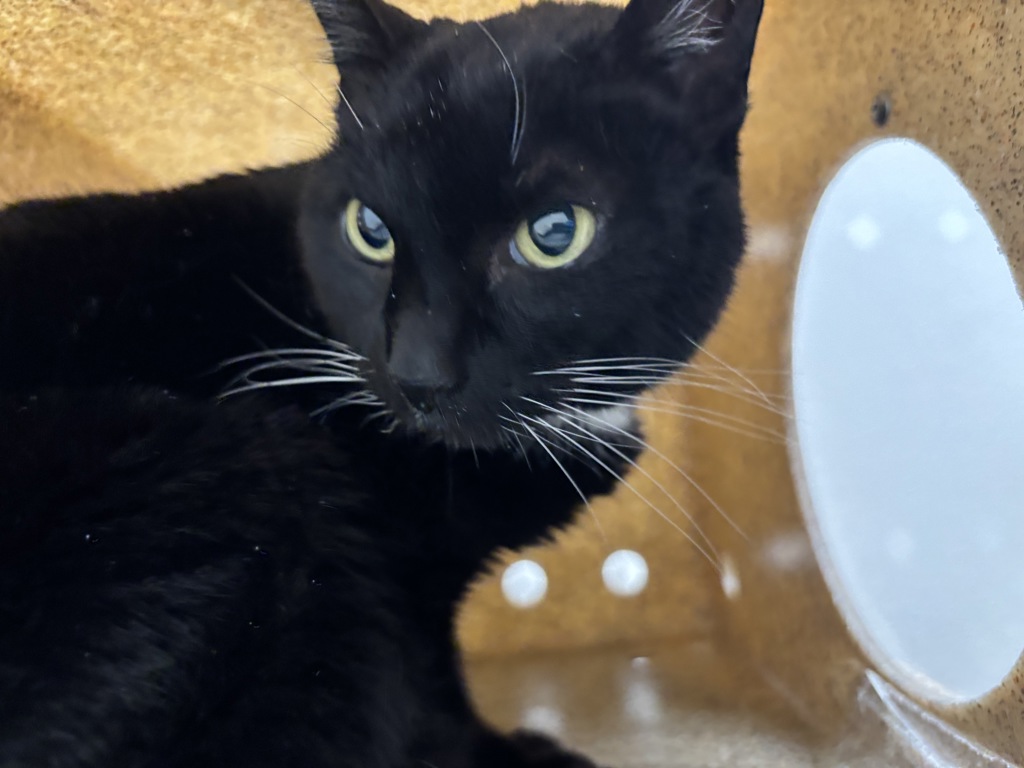 Shelter Stray Female Cat last seen Garfield Avenue, Port Orchard, WA, 98366, 9167 Dickey Rd NW, Silverdale, WA 98383, USA