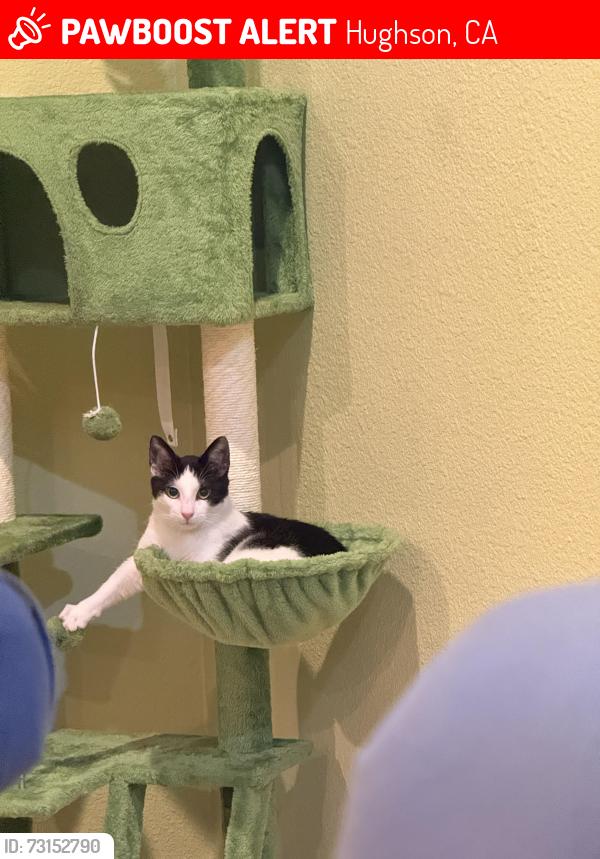 Lost Male Cat last seen Euclid, Withmore, service, Santa fe, geer, Hughson, CA 95326