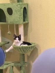 Lost Male Cat last seen Euclid, Withmore, service, Santa fe, geer, Hughson, CA 95326