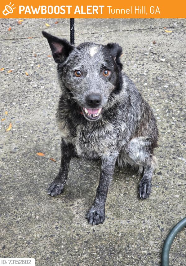 Found/Stray Female Dog last seen Dogwood Valley Rd, Tunnel Hill, GA 30755