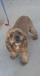Reunited Unknown Dog last seen Claro Way adn Valiente Dr, Palmdale, CA 93551