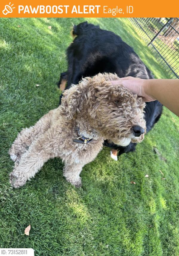 Found/Stray Female Dog last seen E Plaza Dr. & S Second St. in Eagle, Eagle, ID 83616