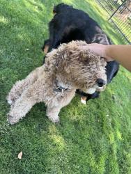 Found/Stray Female Dog last seen E Plaza Dr. & S Second St. in Eagle, Eagle, ID 83616