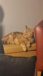 Reunited Male Cat last seen Falkirk Town near gala bingo, Falkirk, Scotland FK1 1UH
