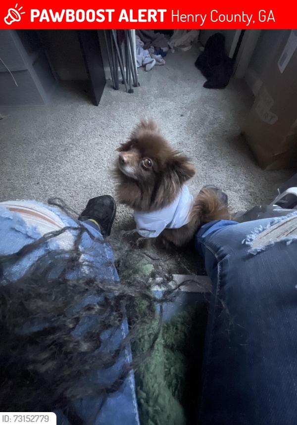 Lost Female Dog last seen near hawthorne circle, Henry County, GA 30281