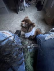 Lost Female Dog last seen near hawthorne circle, Henry County, GA 30281