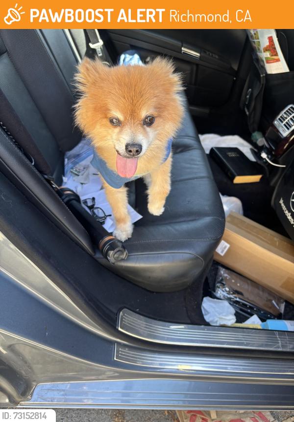 Found/Stray Male Dog last seen Pilgrims rest Church, Richmond, CA 94804