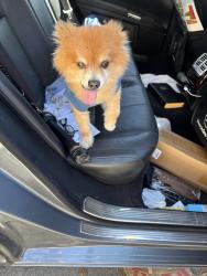 Found/Stray Male Dog last seen Pilgrims rest Church, Richmond, CA 94804