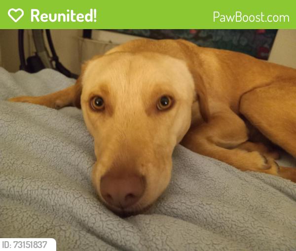 Reunited Female Dog last seen Seward Park Ave S., Seattle, WA 98118