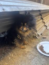 Found/Stray Unknown Dog last seen zoe ave huntington park, Huntington Park, CA 90255