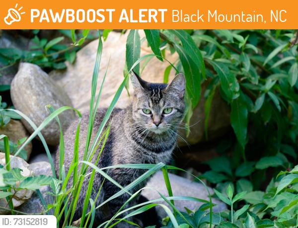 Found/Stray Unknown Cat last seen N Fork and Azaleas, Black Mountain, NC 28711