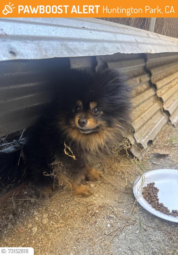 Found/Stray Unknown Dog last seen zoe ave huntington park, Huntington Park, CA 90255
