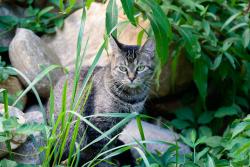 Found/Stray Unknown Cat last seen N Fork and Azaleas, Black Mountain, NC 28711