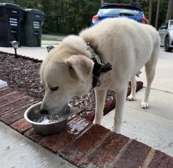 Found/Stray Male Dog last seen Lakewood Ct NW and Pless, Concord, NC 28027