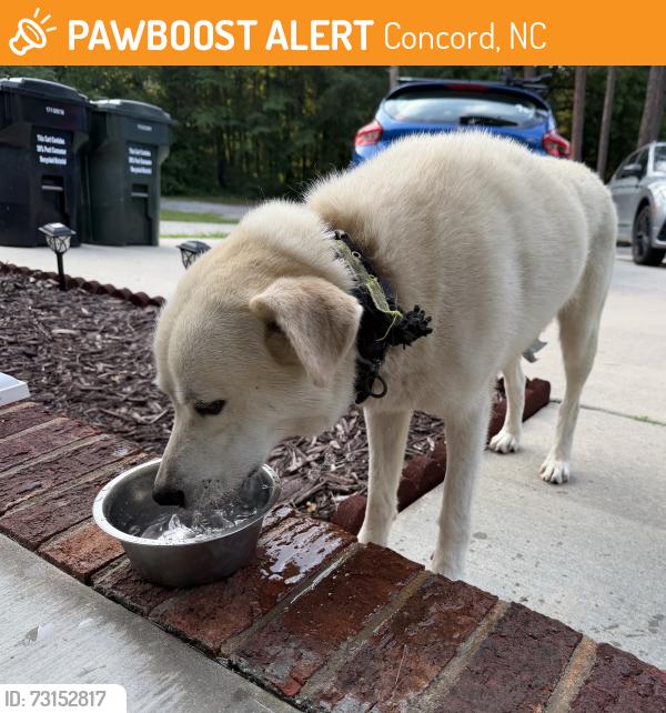 Found/Stray Male Dog last seen Lakewood Ct NW and Pless, Concord, NC 28027