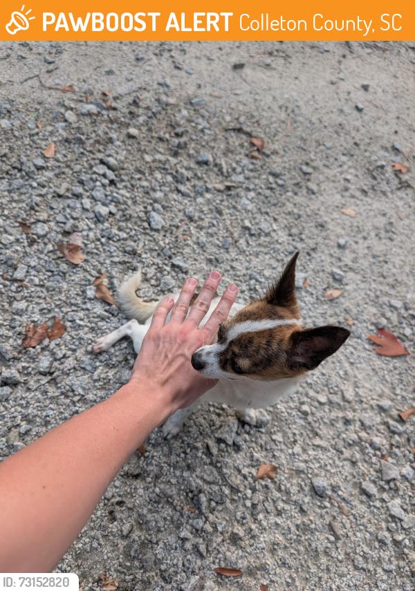 Found/Stray Unknown Dog last seen Turner lane round o, Colleton County, SC 29474