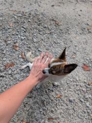 Found/Stray Unknown Dog last seen Turner lane round o, Colleton County, SC 29474