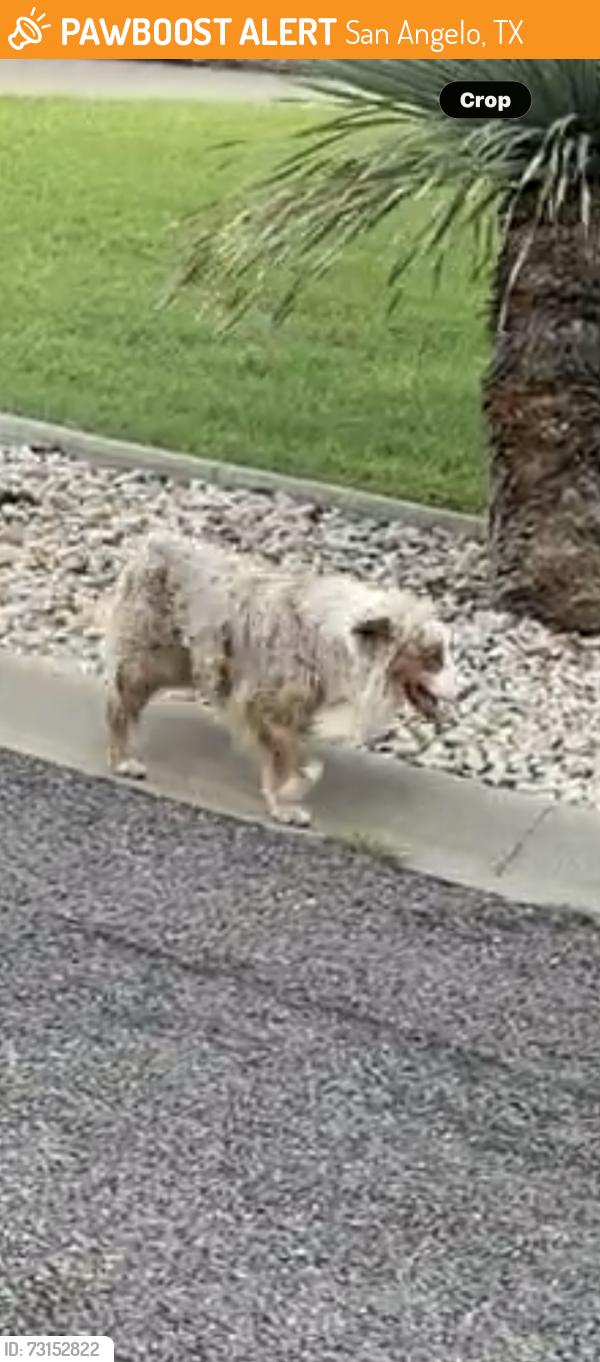Found/Stray Male Dog last seen Ashford Dr. and Weston Rd, San Angelo, TX 76901