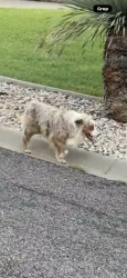Found/Stray Male Dog last seen Ashford Dr. and Weston Rd, San Angelo, TX 76901