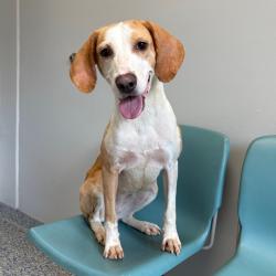 Shelter Stray Female Dog last seen , 328 Furman Hall Rd, Greenville, SC 29609, USA