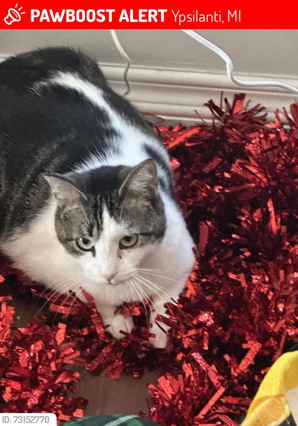 Lost Female Cat last seen US 23 and Michigan Ave, Ypsilanti, MI 48197