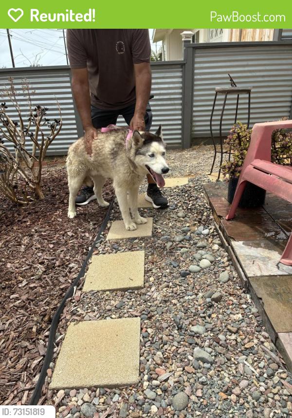 Reunited Male Dog last seen San Juan St/Santa Rosa, Oceanside, CA 92058