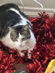 Lost Female Cat last seen US 23 and Michigan Ave, Ypsilanti, MI 48197