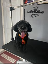 Reunited Male Dog last seen Near Prairie Dr Adelanto, CA 92301 United States, Adelanto, CA 92301