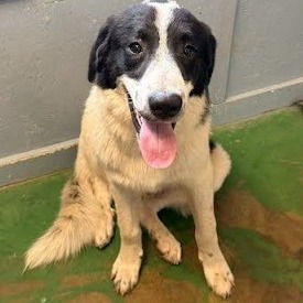 Shelter Stray Male Dog last seen , 1901 N 31st Ave, Hattiesburg, MS 39401, USA