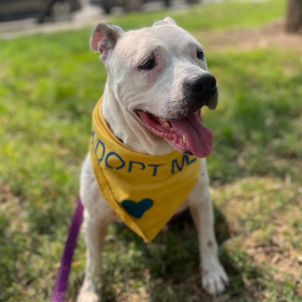 Shelter Stray Female Dog last seen , Animal Care & Control Team of Philly, 111 W Hunting Park Ave, Philadelphia, PA 19140, USA