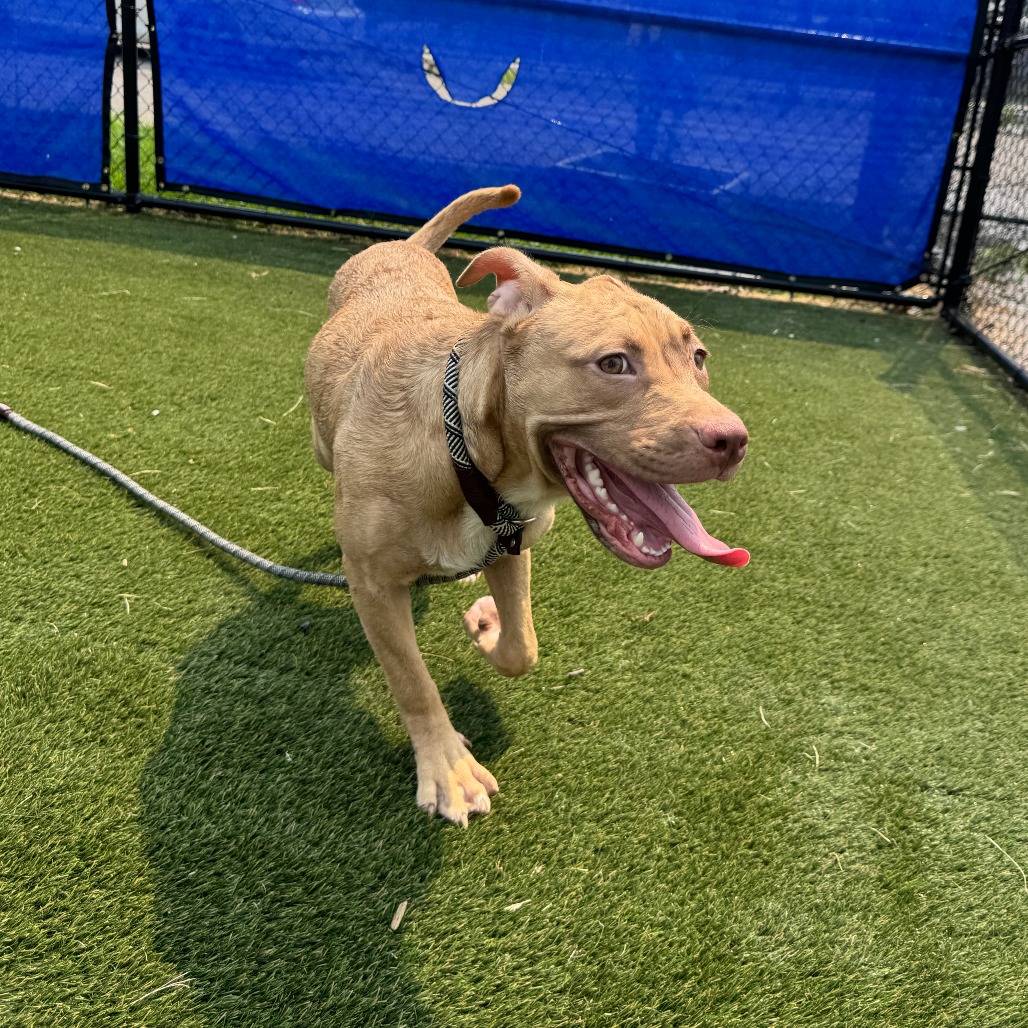 Shelter Stray Female Dog last seen , Animal Care & Control Team of Philly, 111 W Hunting Park Ave, Philadelphia, PA 19140, USA
