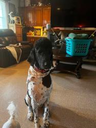 Reunited Male Dog last seen Near Jackson Rd, Kilgore, TX 75662, USA, Kilgore, TX 75662