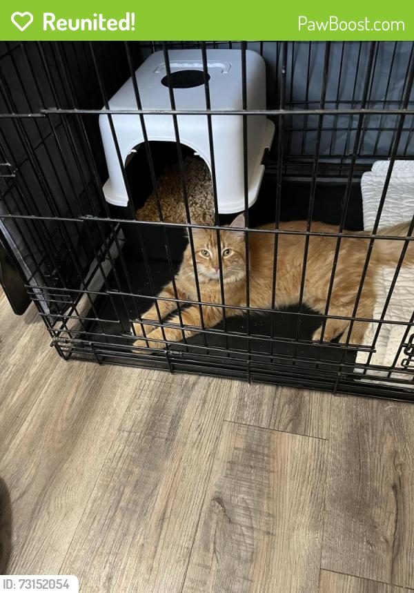 Reunited Male Cat last seen Miller/Beloat (near MC85) - Parkside neighborhood, Buckeye, AZ 85326
