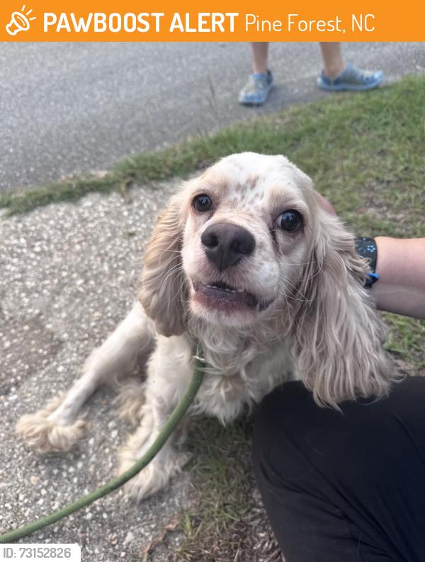 Found/Stray Unknown Dog last seen Ellerslie Neighborhood, Pine Forest, NC 28311