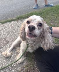 Found/Stray Unknown Dog last seen Ellerslie Neighborhood, Pine Forest, NC 28311