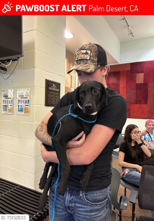 Lost Female Dog last seen explorer drive, Palm Desert, CA 92211