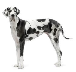 Reunited Female Dog last seen Lauver drive, East Donegal Township, PA 17552