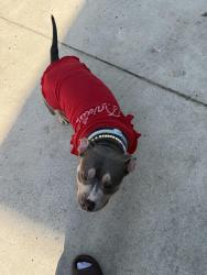 Lost Female Dog last seen Old Ringgold Rd and Seminole Dr., Chattanooga, TN 37404