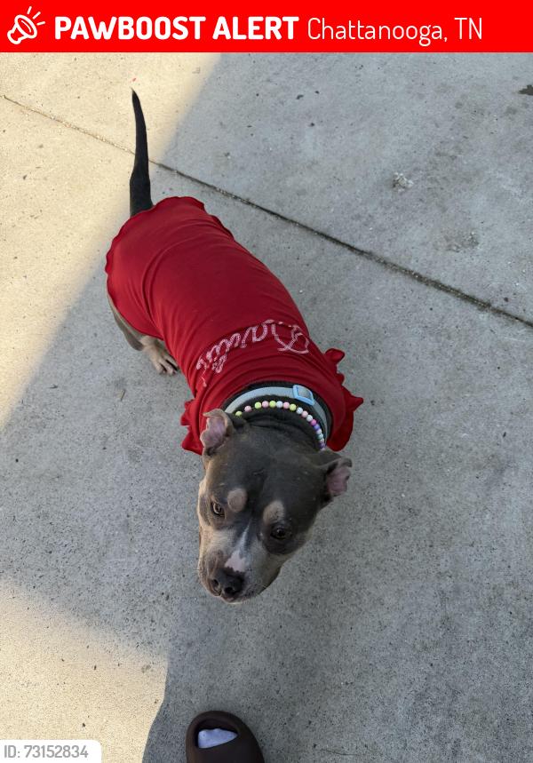 Lost Female Dog last seen Old Ringgold Rd and Seminole Dr., Chattanooga, TN 37404