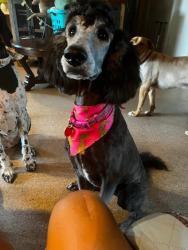 Reunited Female Dog last seen Near Jackson Rd, Kilgore, TX 75662, USA, Kilgore, TX 75662