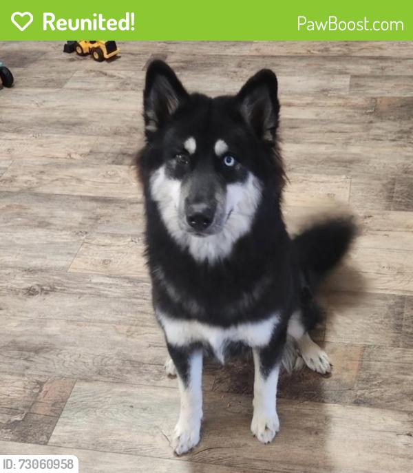 Reunited Female Dog last seen Acs on 151/ Food bank by hwy 90, San Antonio, TX 78227