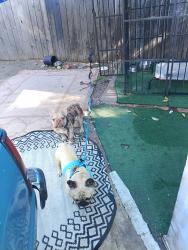 Reunited Male Dog last seen West Capitol, West Sacramento, CA 95691
