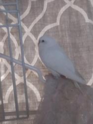 Found/Stray Unknown Bird last seen Curtis rd and kain avenue, Flowing Wells, AZ 85705