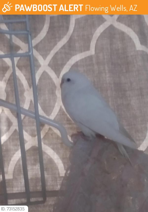 Found/Stray Unknown Bird last seen Curtis rd and kain avenue, Flowing Wells, AZ 85705