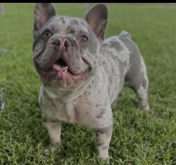 Reunited Male Dog last seen King St and Washington, Santa Ana, CA 92706