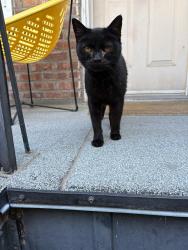 Reunited Female Cat last seen Entre Beaubien et Bellechasse, Montréal, QC 