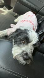 Reunited Female Dog last seen Joe Herrera and Vicksburg 79924, El Paso, TX 79924