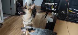 Reunited Female Dog last seen N May avenue and 29th street Oklahoma city, Oklahoma City, OK 73107