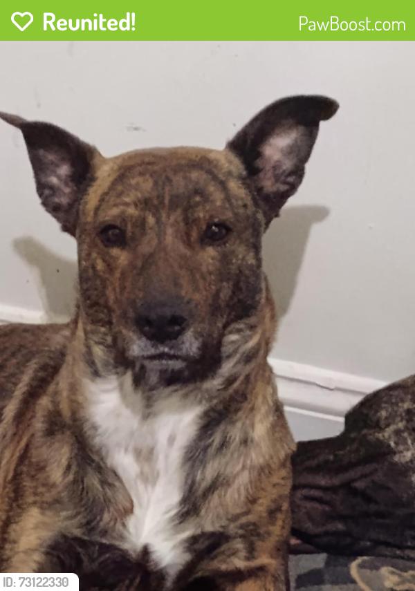 Reunited Female Dog last seen Truman and Osage or 20th st. Off23rd st. Independence mo, Independence, MO 64050